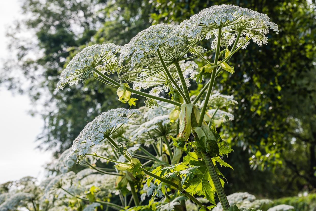 be-aware-of-giant-hogweed-and-avoid-contact-nidirect